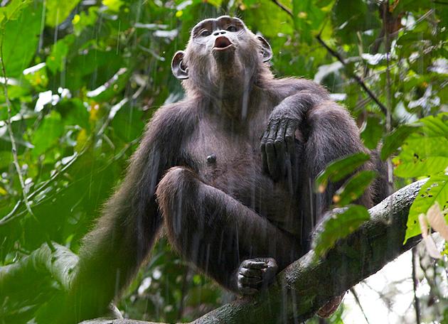 life of chimp research and adventure for midwestern scientific